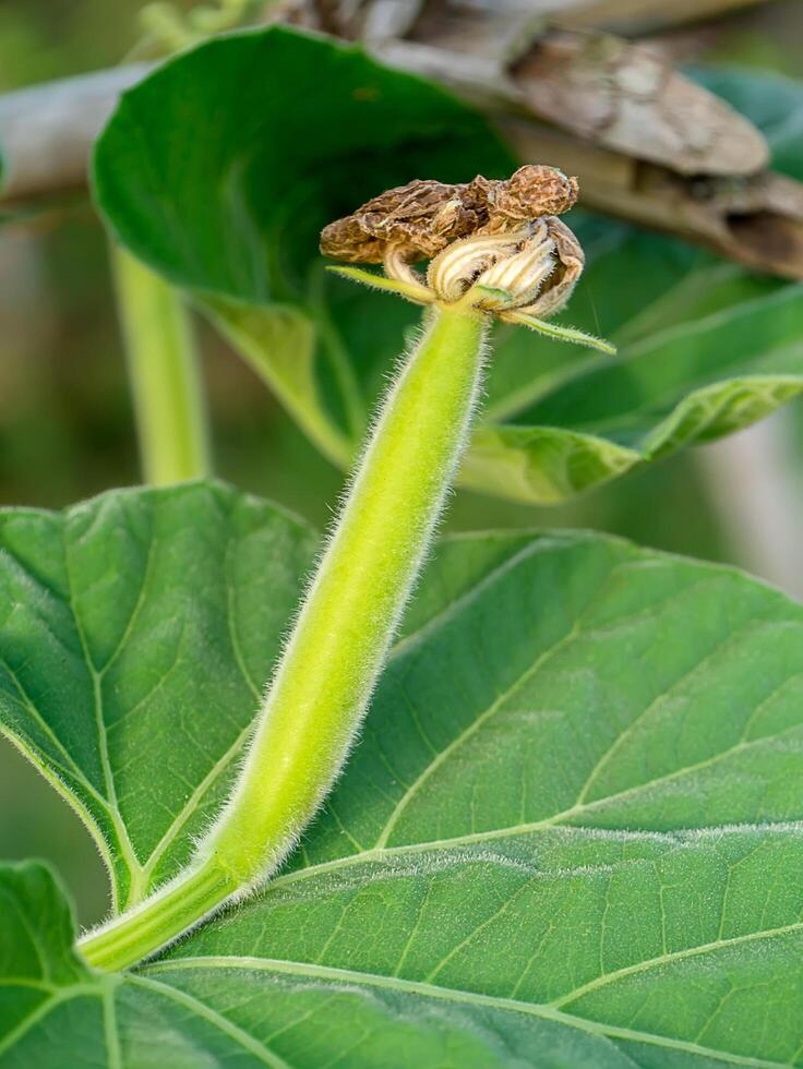 Growth of winter melon photo