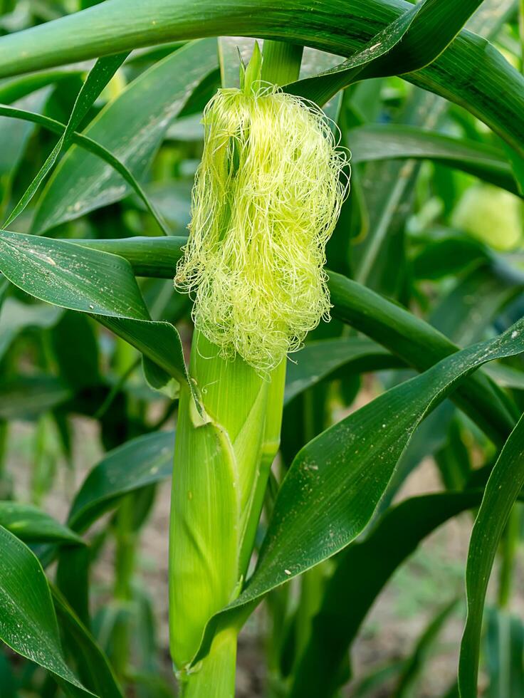Close up of corn flower photo