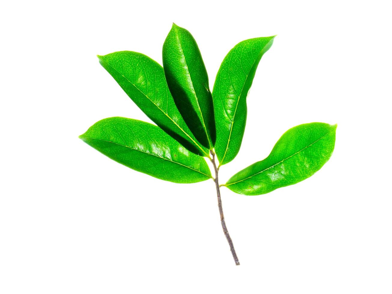 Soursop leaves on white background photo