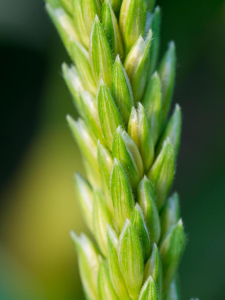 Close up of corn flower photo