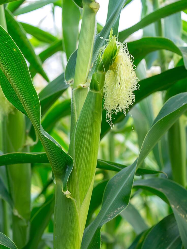 Close up of corn flower photo