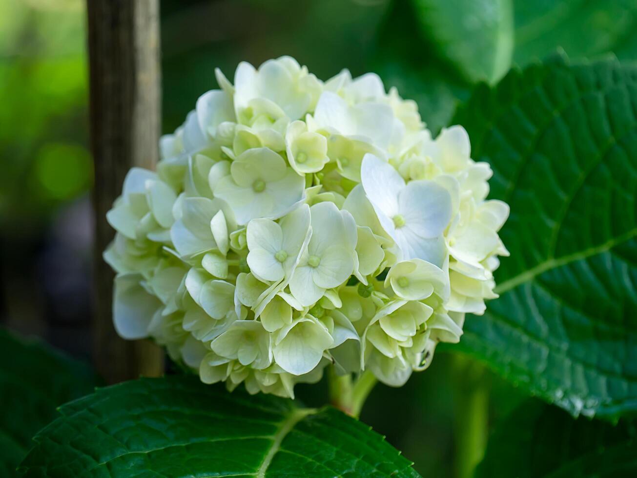 Close up Hydrengea flower. photo