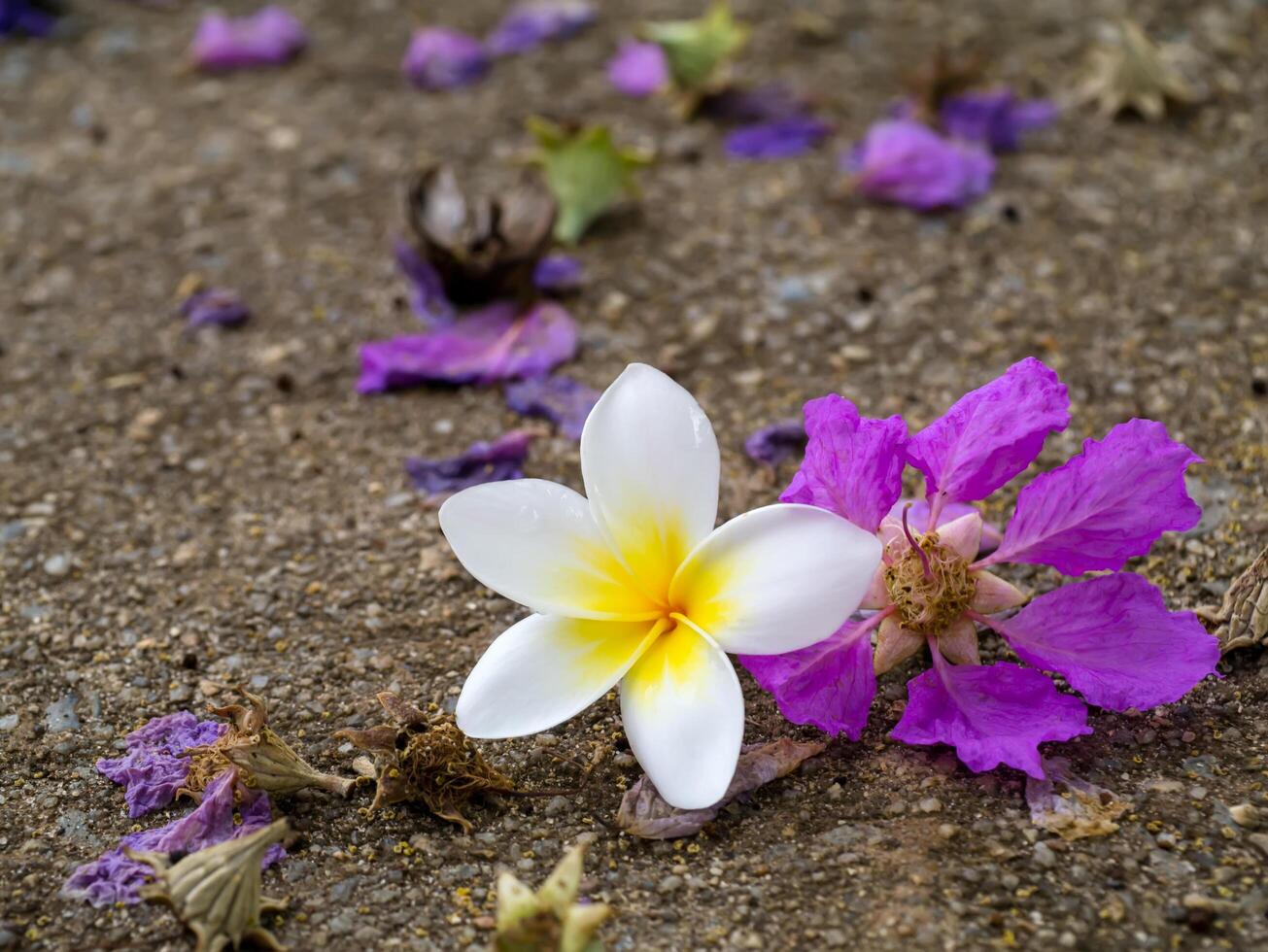 Close up of Frangipani flower photo