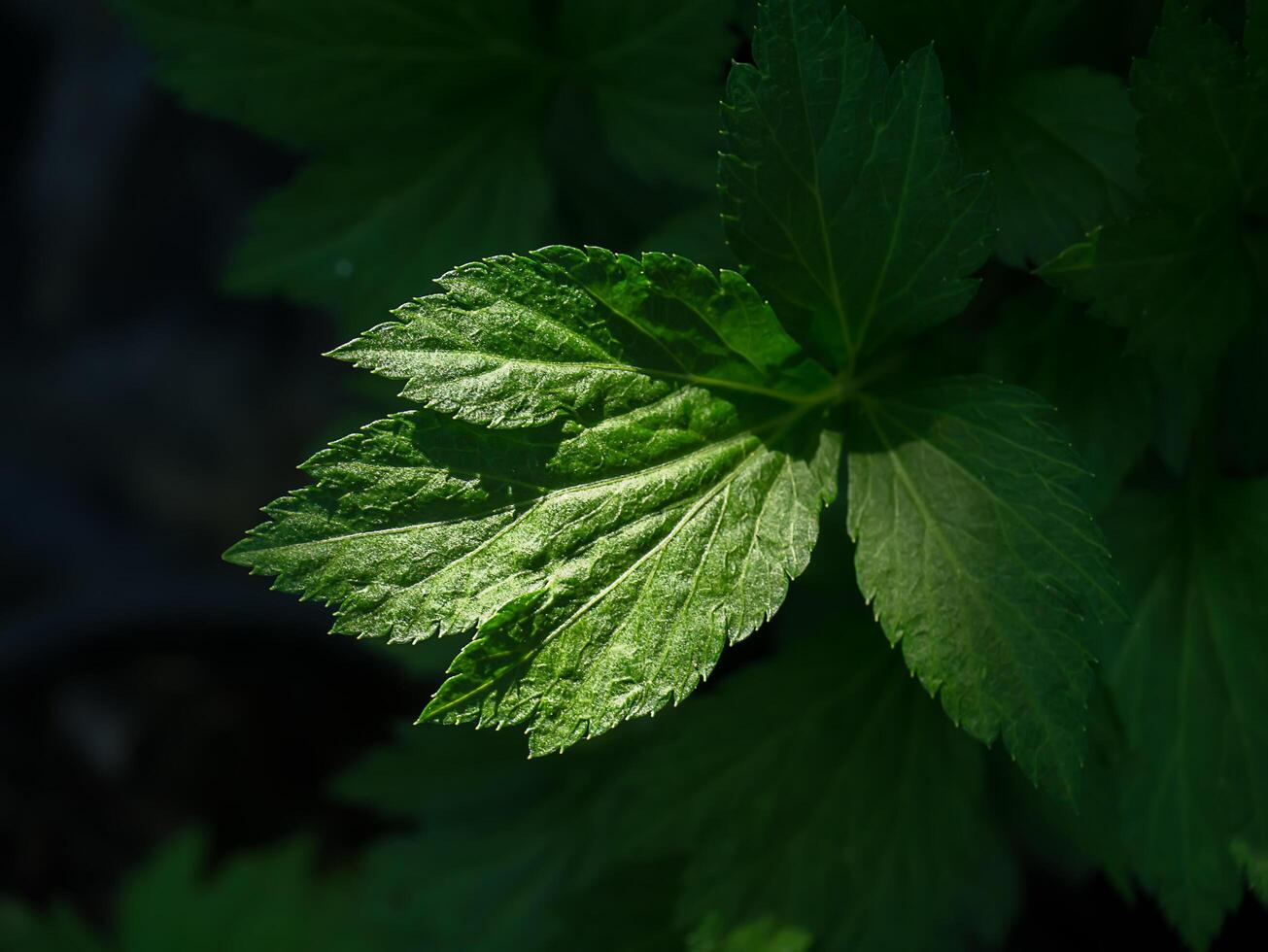 Leaves of White mugwort plant. photo