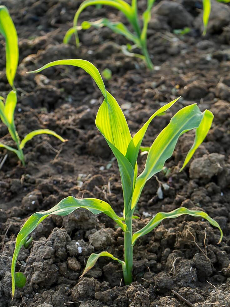 Young corn plants photo