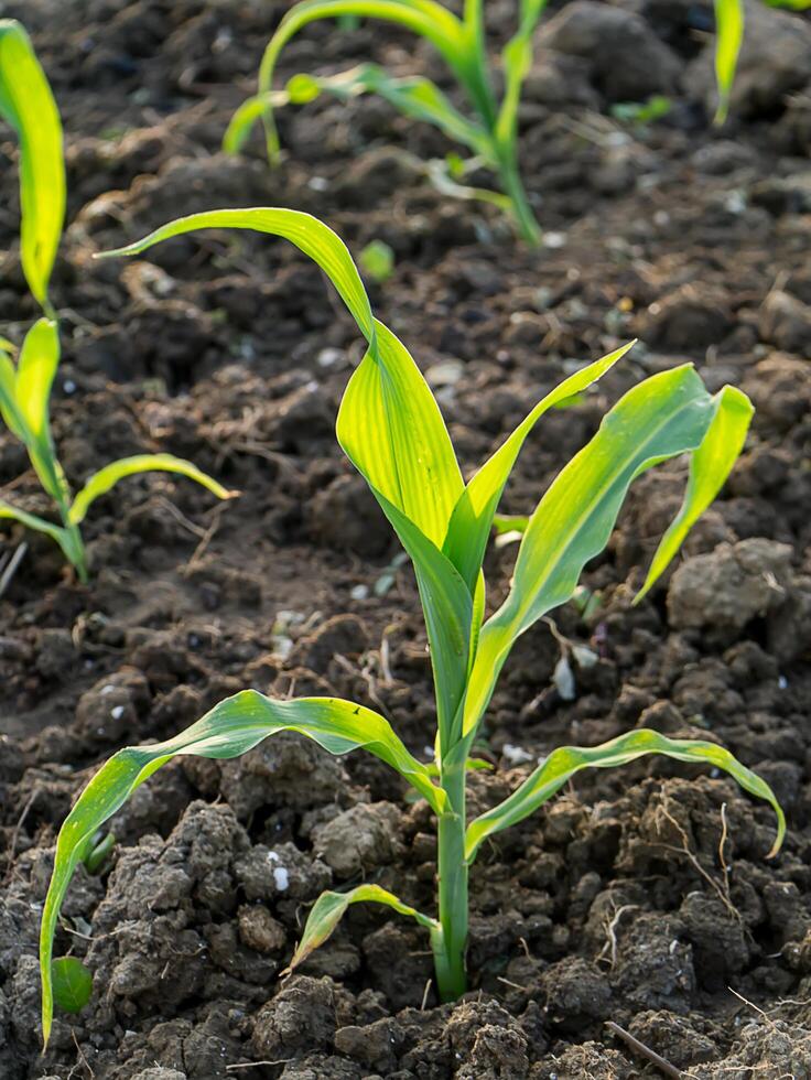 plantas jóvenes de maíz foto