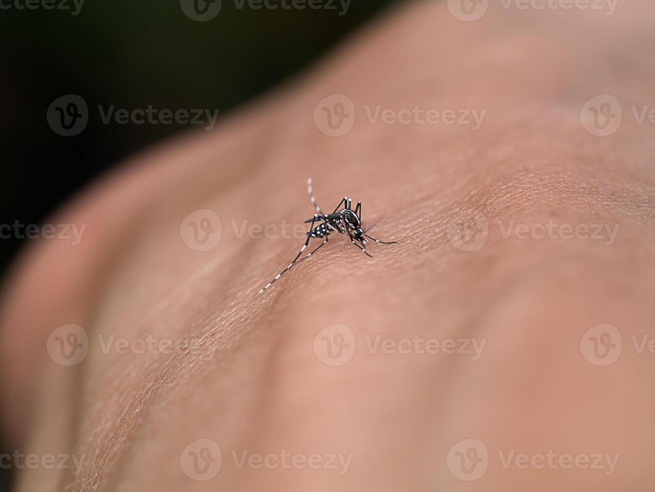 Mosquitoes are sucking blood on the skin. photo