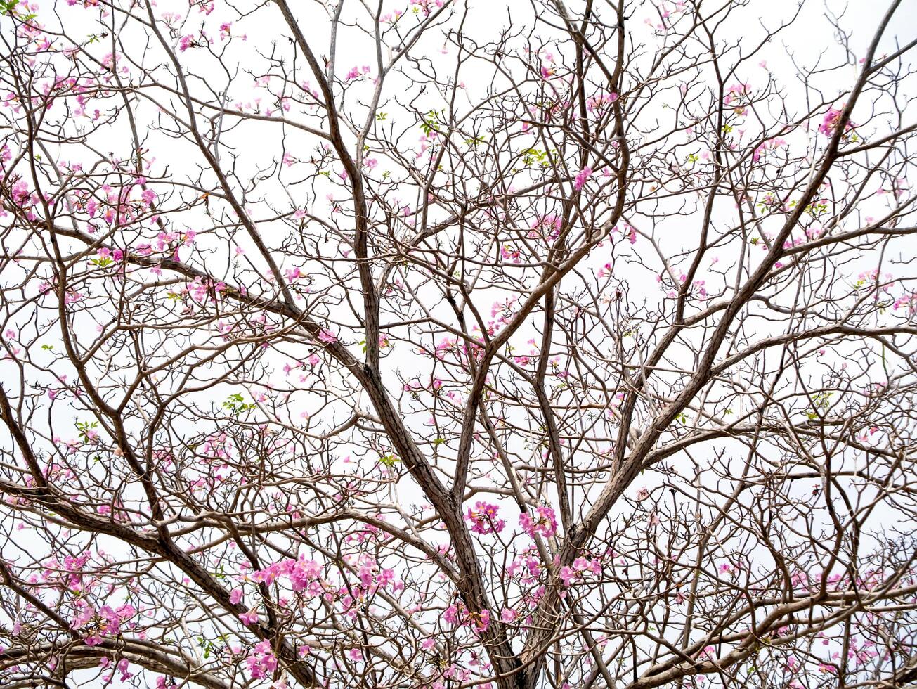 Pink trumpet tree photo