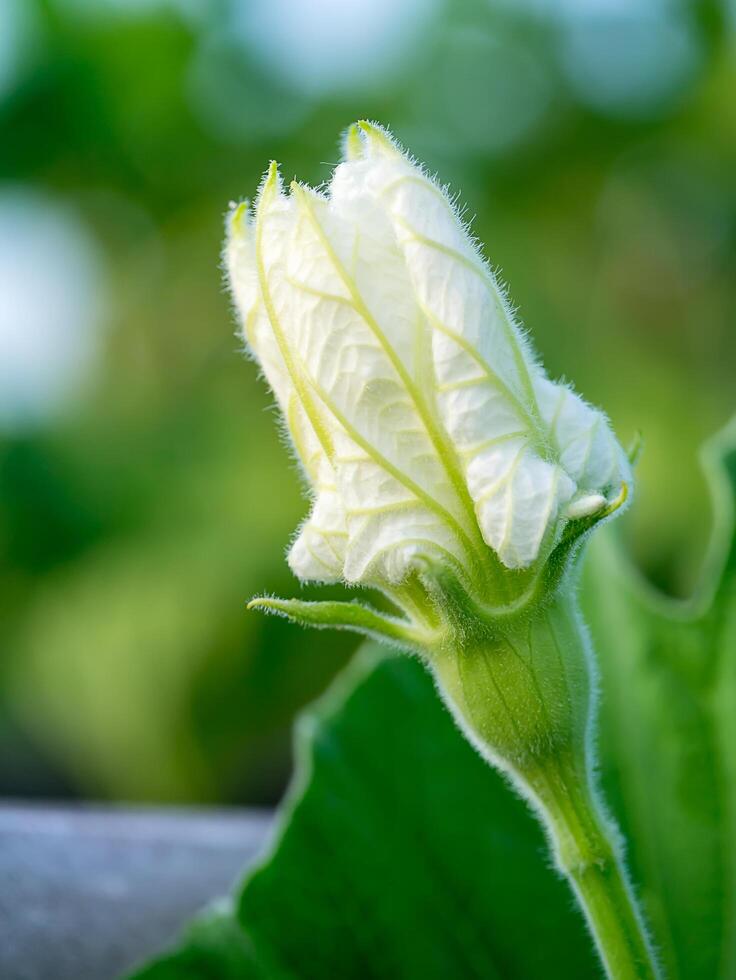 Flower of winter melon photo