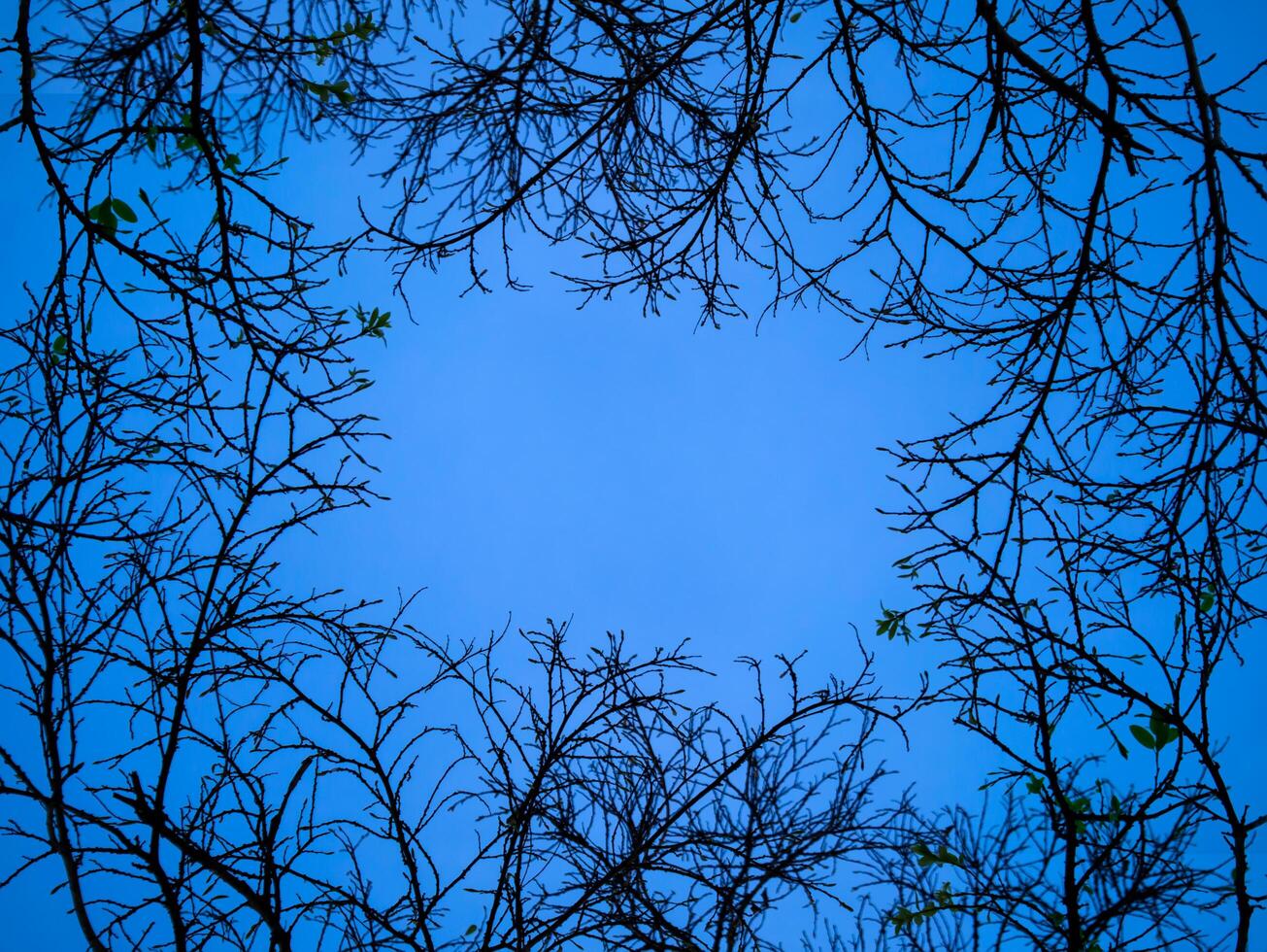 Silhouette of branch with blue sky. photo