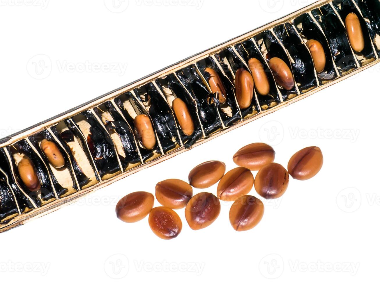 Cassia fistula seed photo