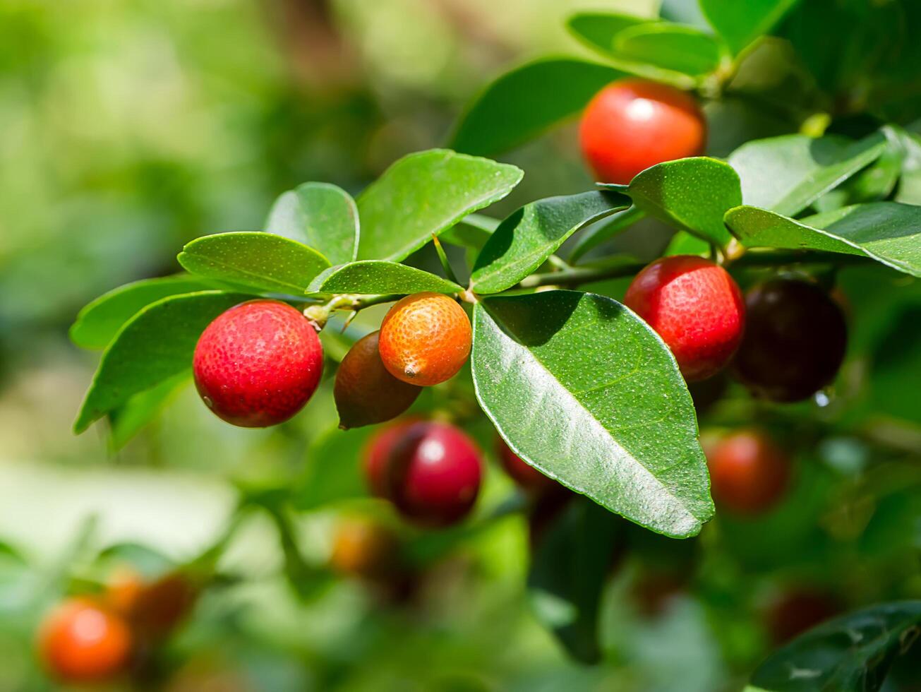 Fruit of Lime Berry on tree. photo