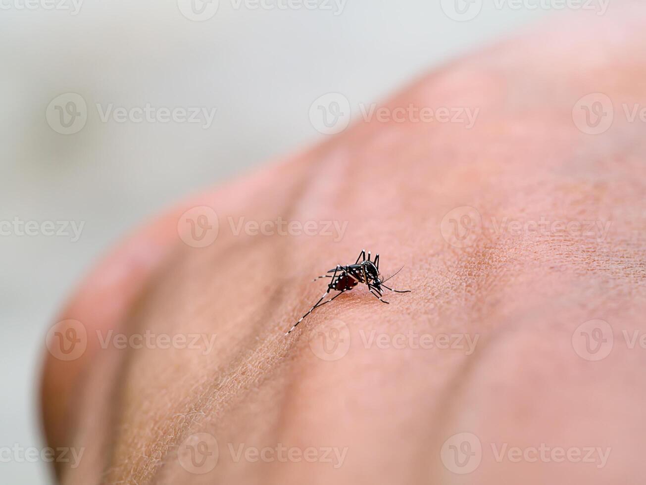 Mosquitoes are sucking blood on the skin. photo