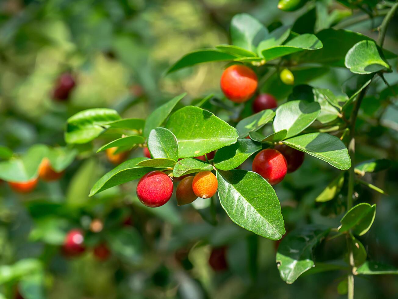 Fruit of Lime Berry on tree. photo