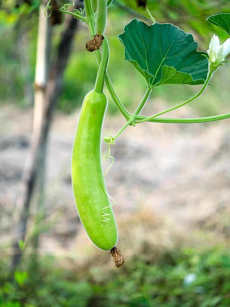 Growth of winter melon photo