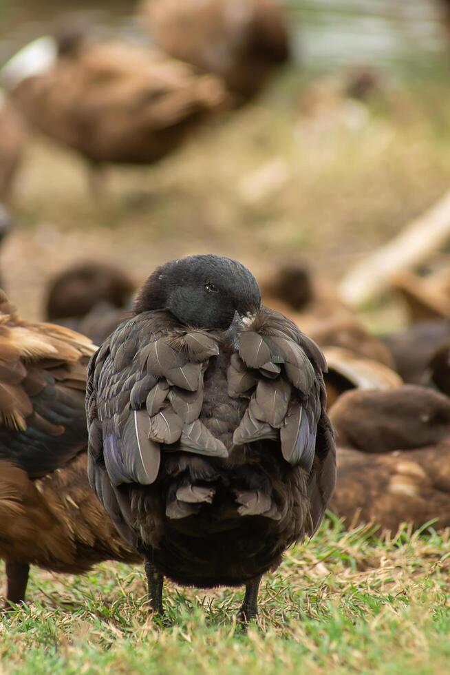 Close up image of a duck sleeping photo