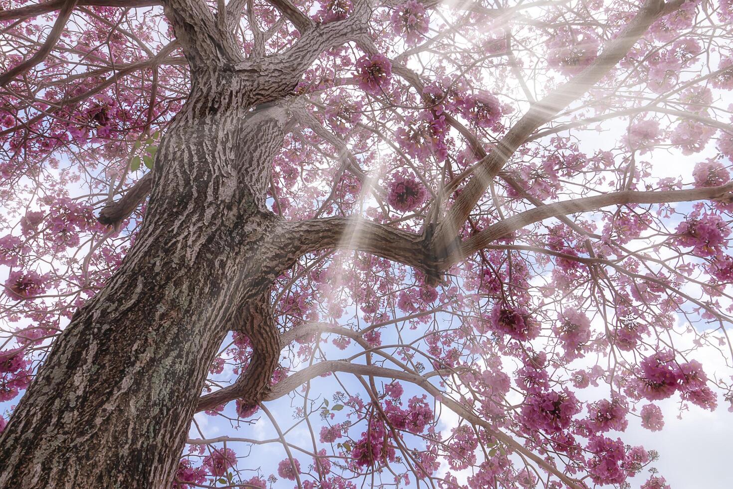 Pink trumpet tree photo