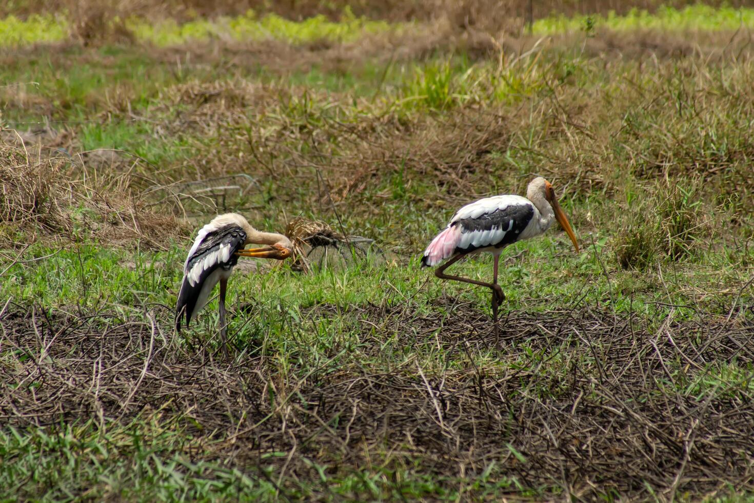 Painted Stork bird in the wedland. photo