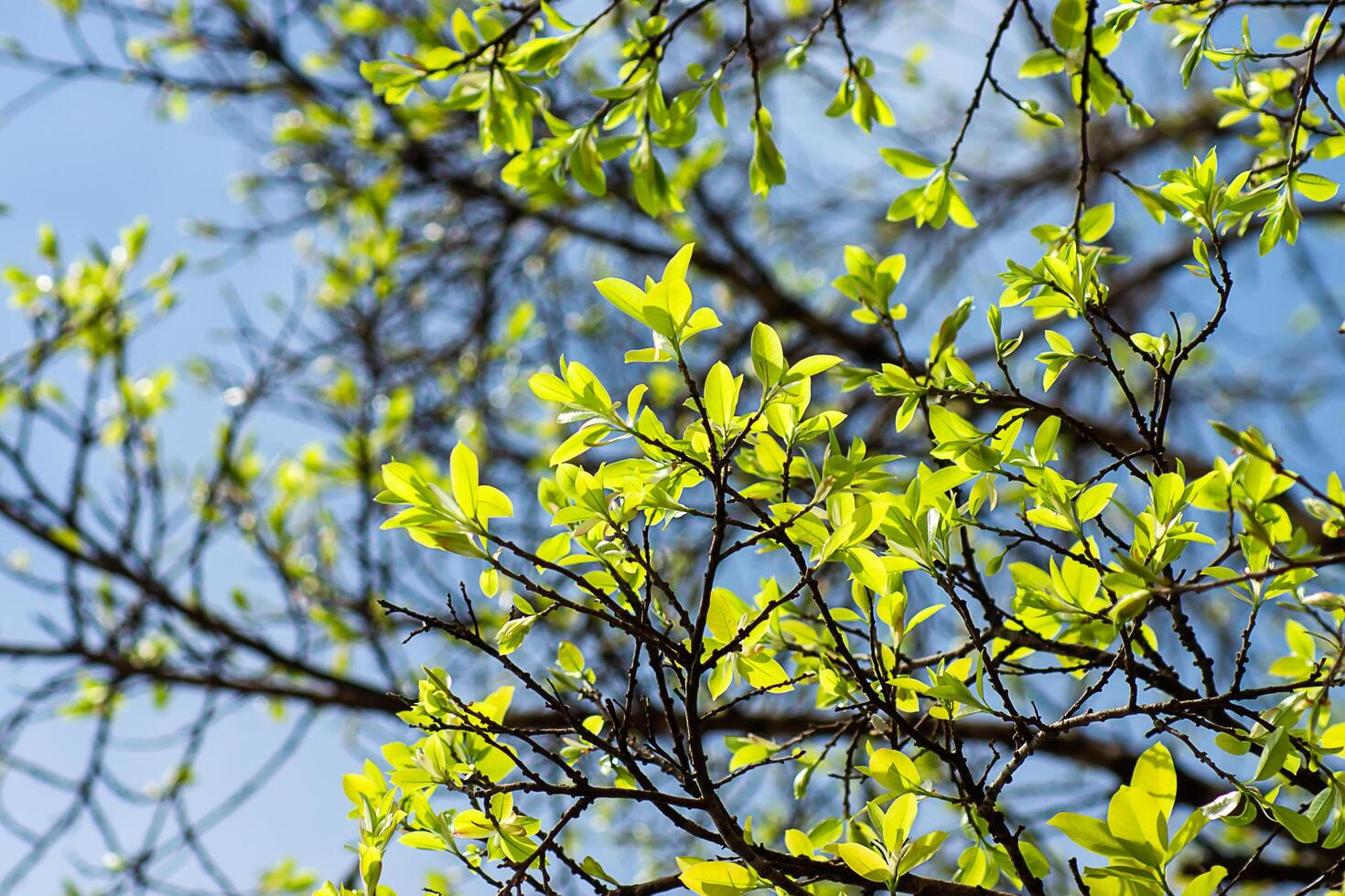 New leaves on branch photo