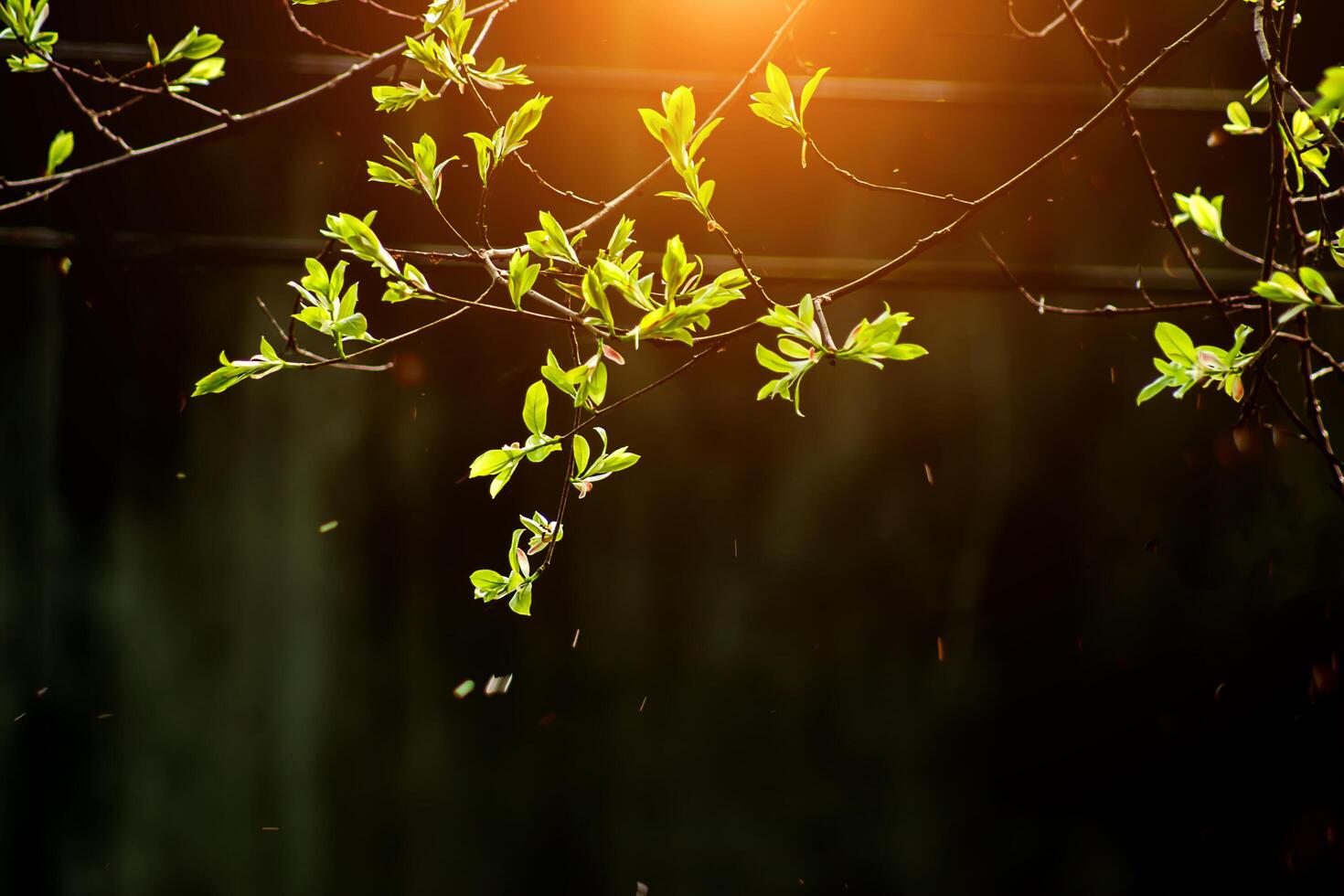 New leaves on branch photo