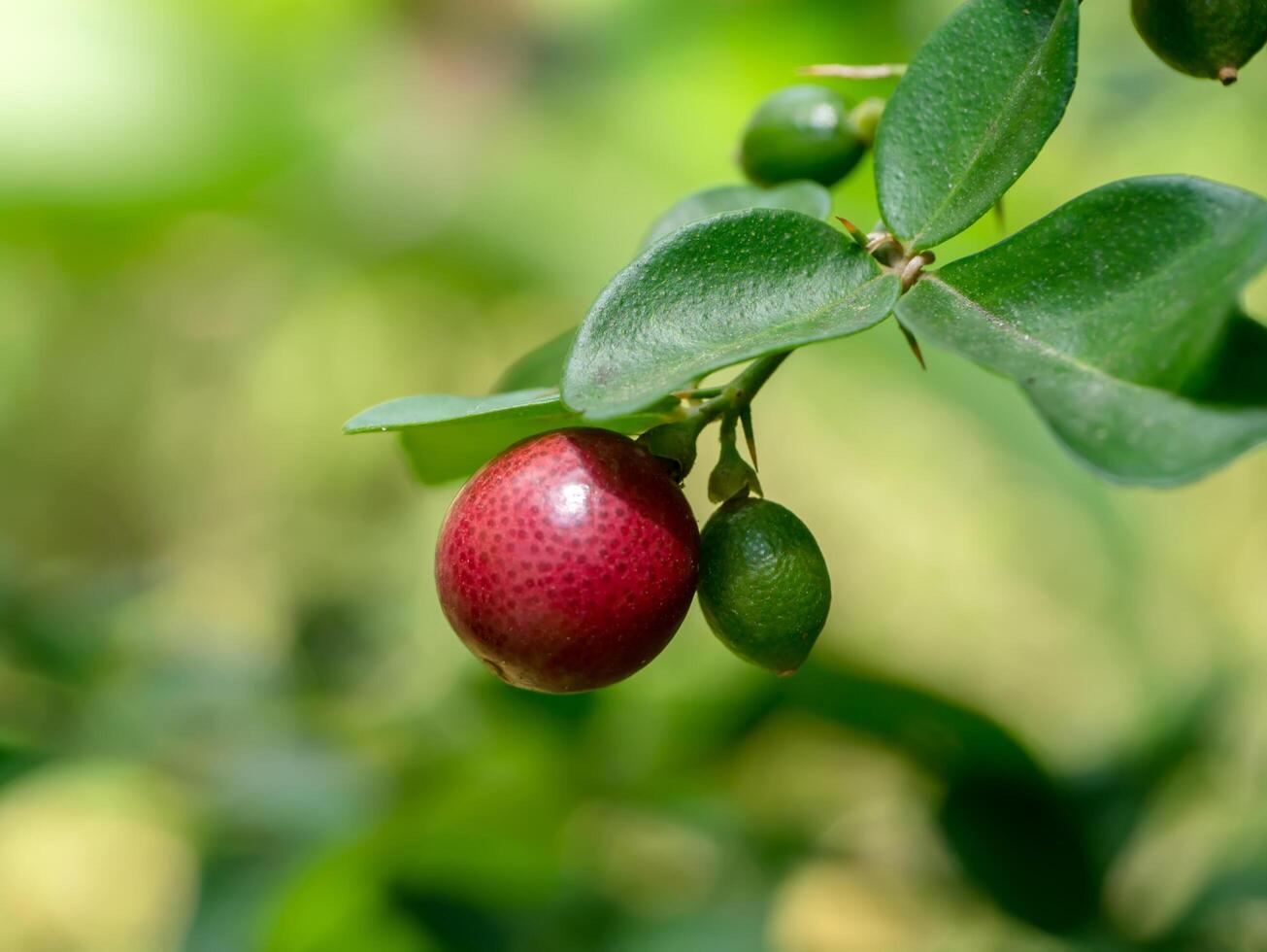 Fruit of Lime Berry on tree. photo