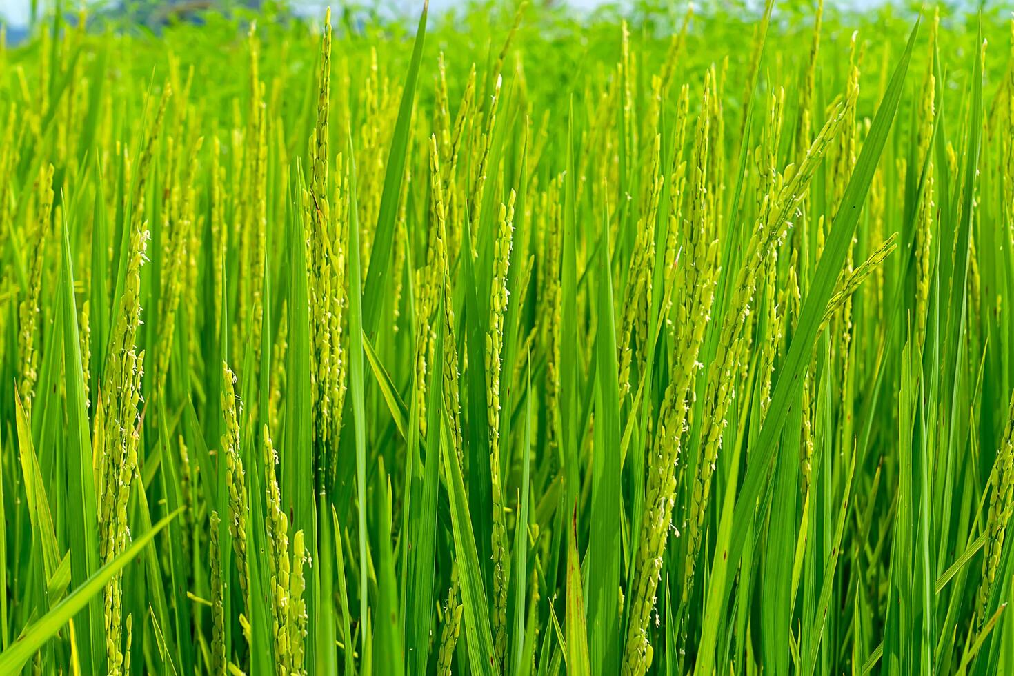 Rice plant in rice fields. photo