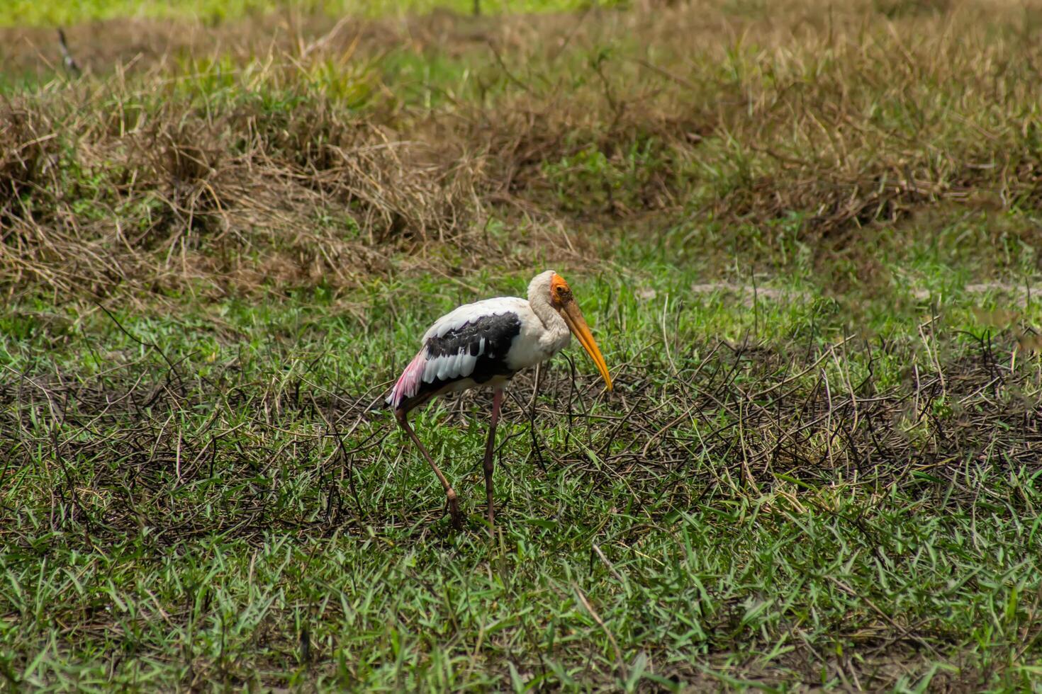 Painted Stork bird in the wedland. photo