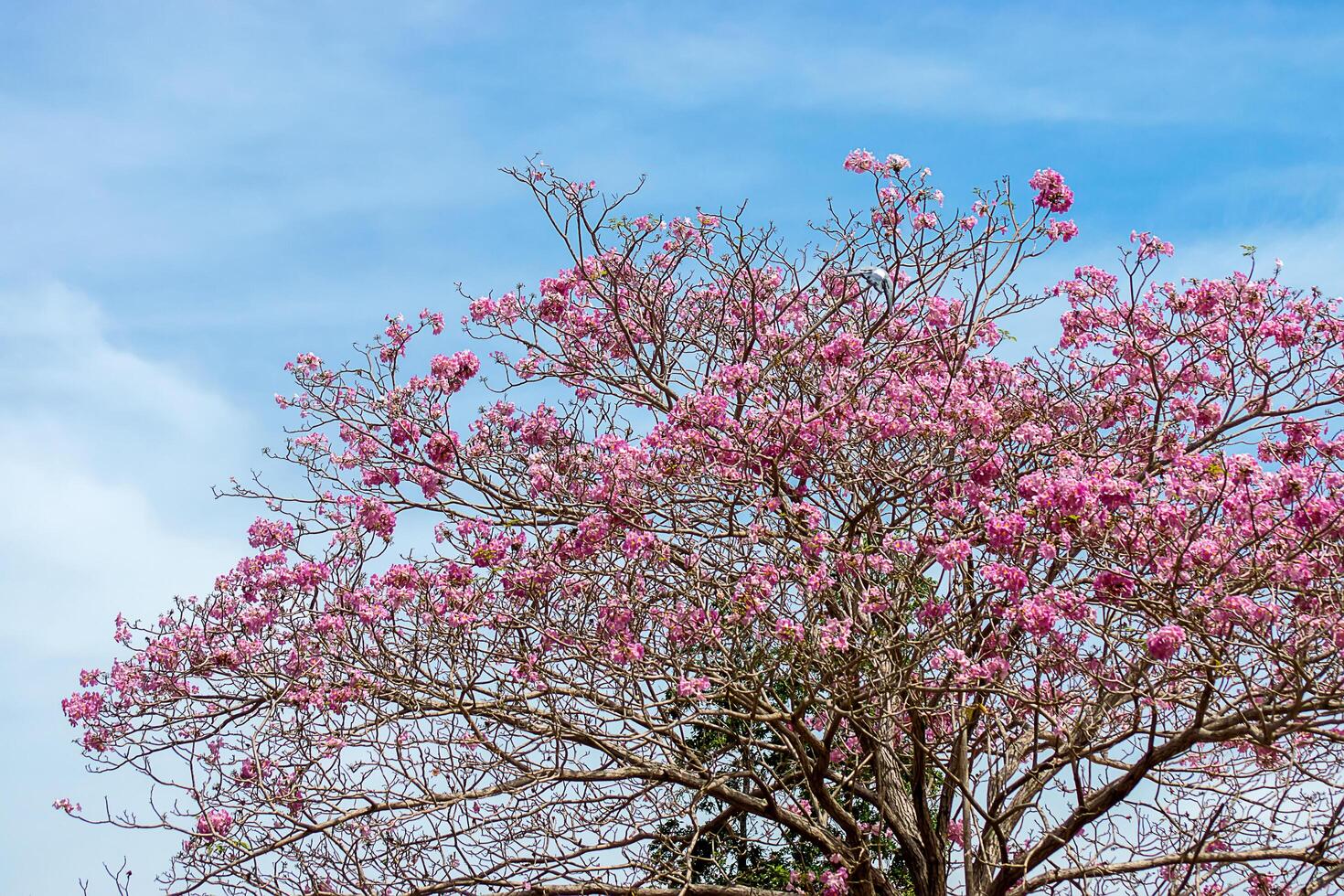 Pink trumpet tree photo