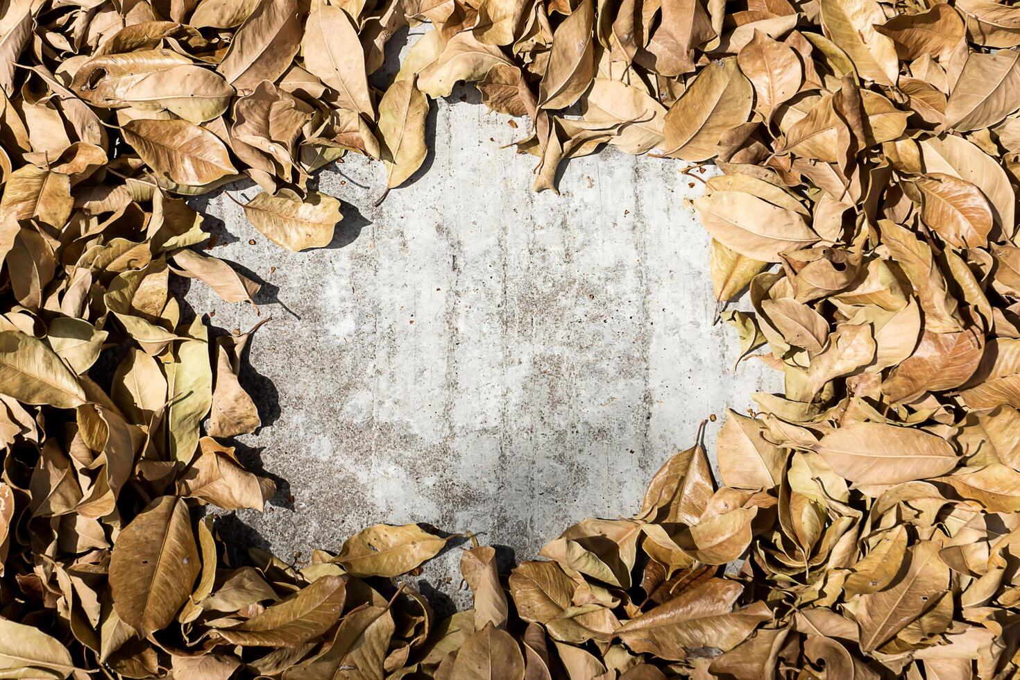 Dry leaves on the ground photo