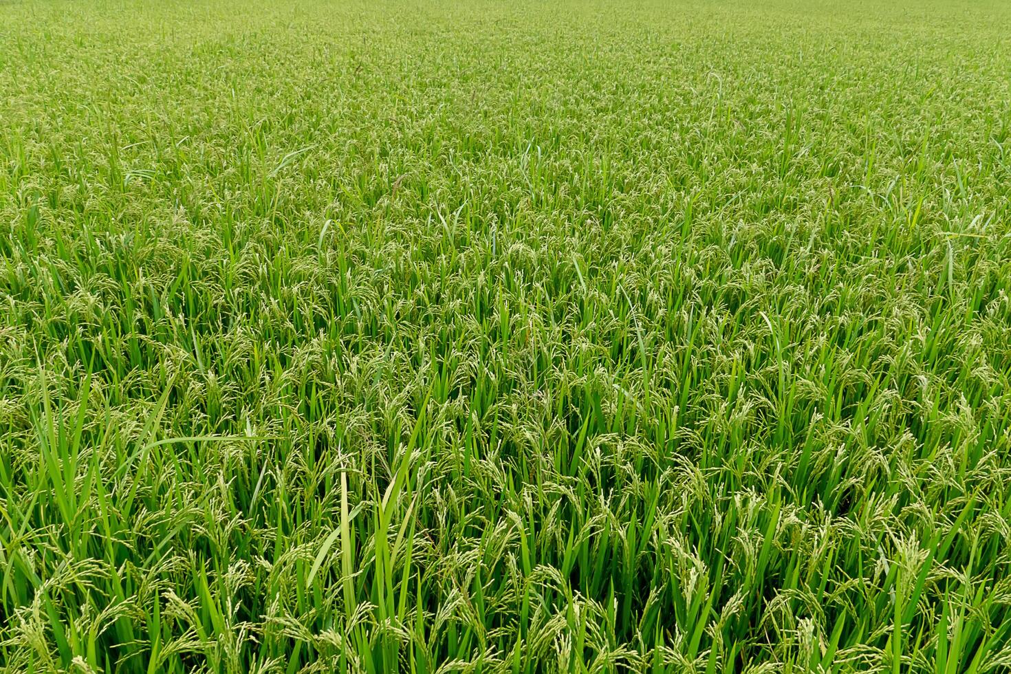 Rice plant in rice fields. photo