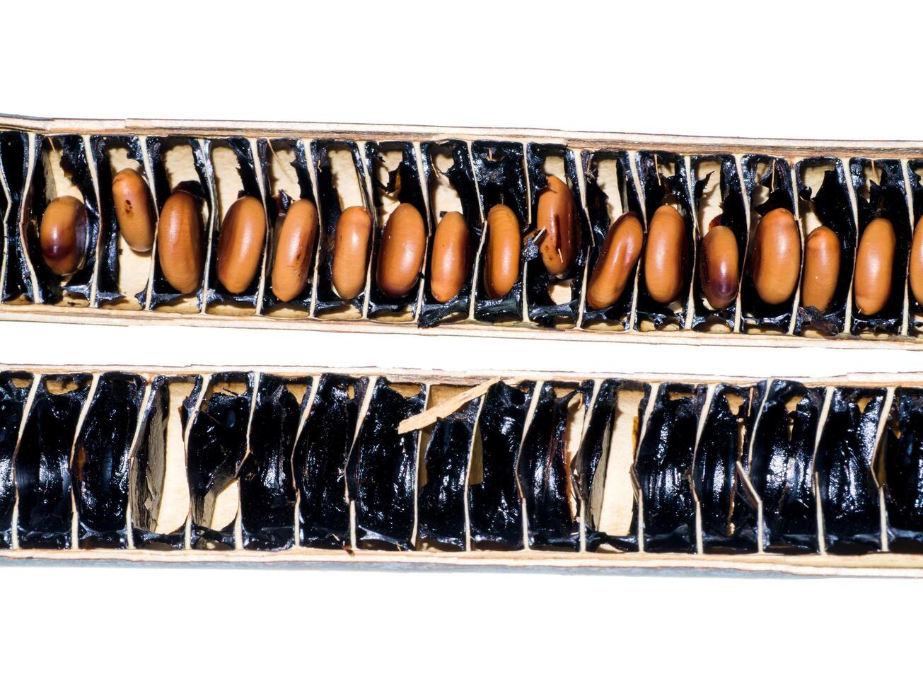 Cassia fistula seed photo