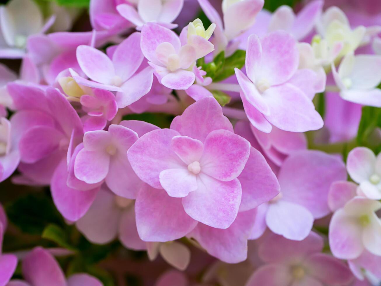 Close up Hydrengea flower. photo