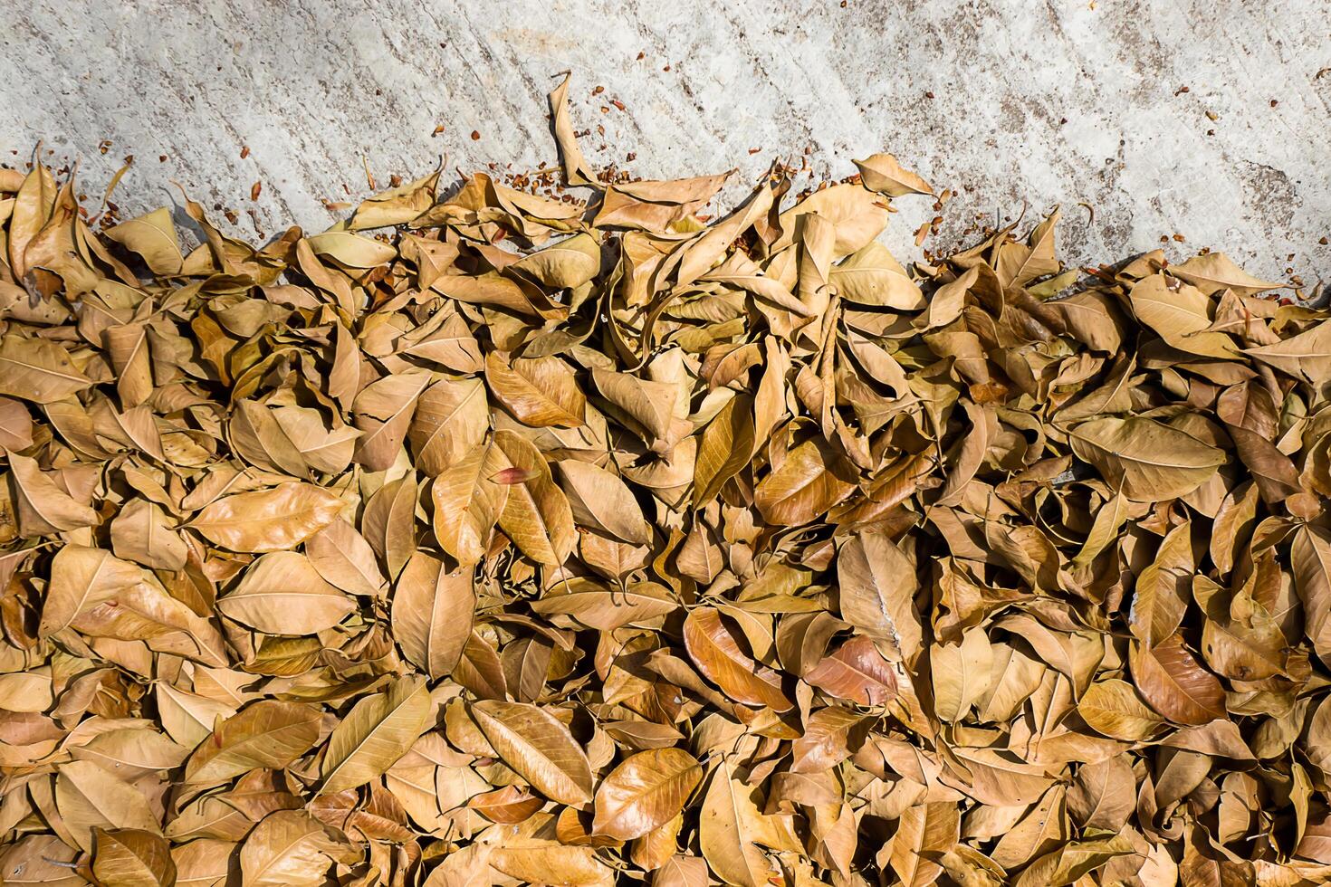 Dry leaves on the ground photo