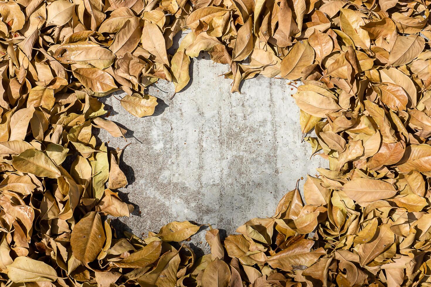 Dry leaves on the ground photo