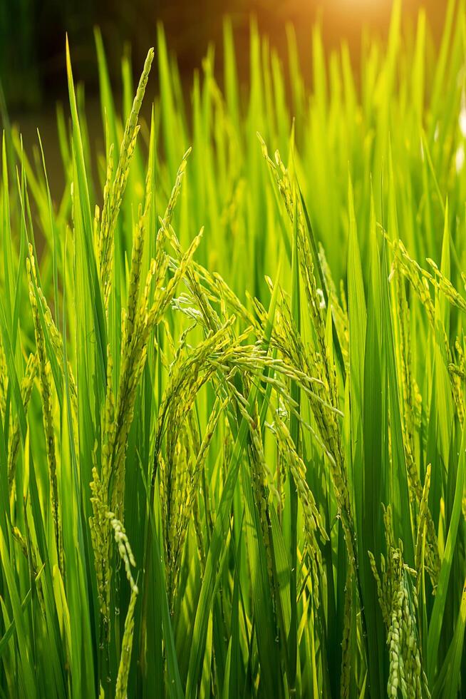 Flower of rice and green leaf. photo