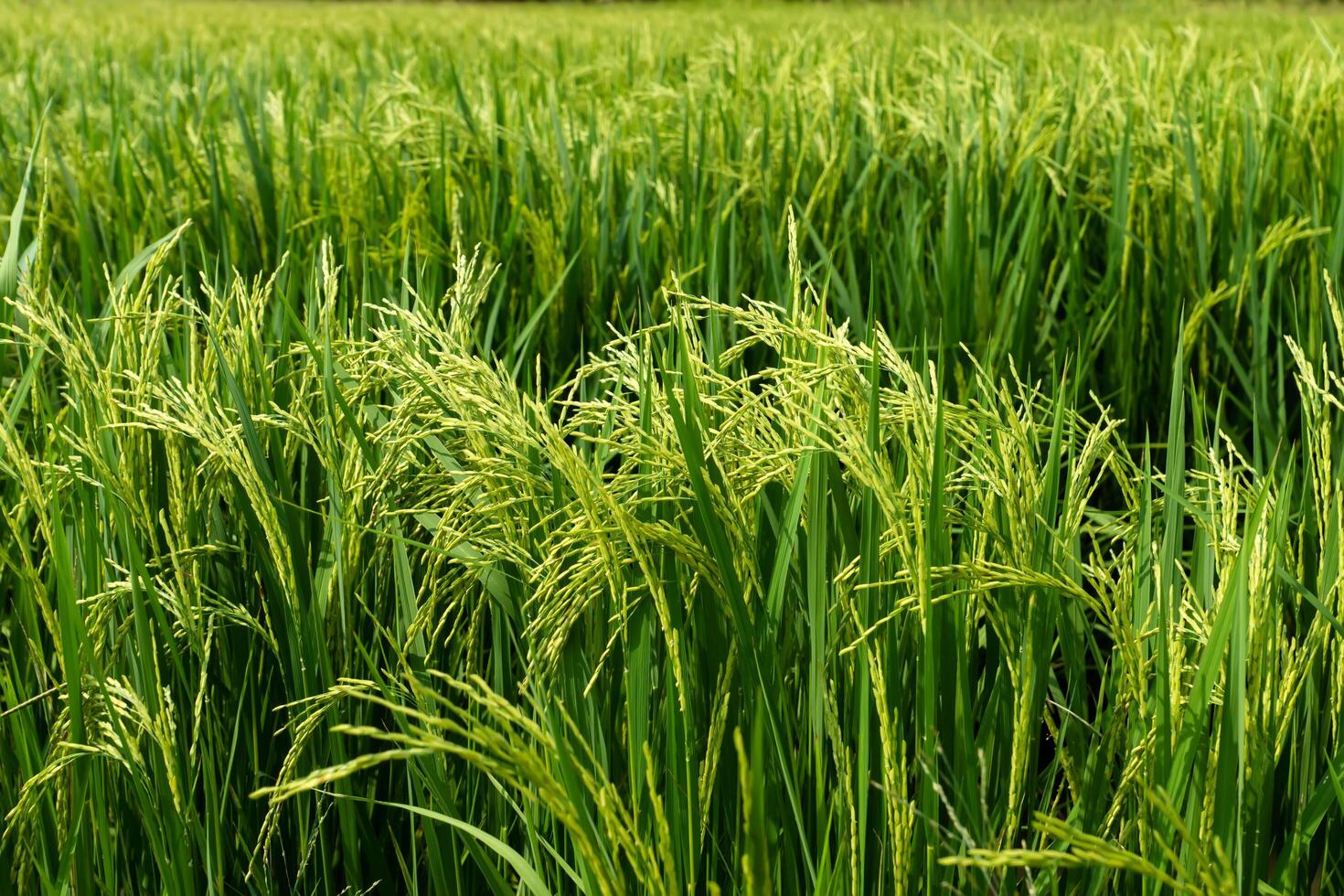 Flower of rice and green leaf. photo