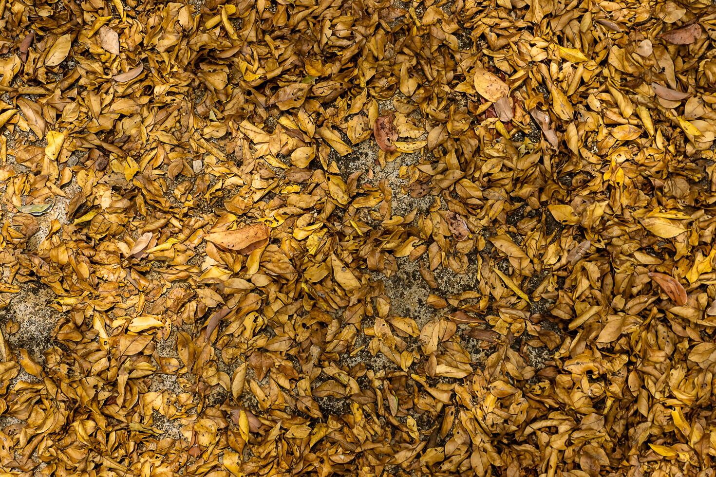 Dried leaves on the floor photo