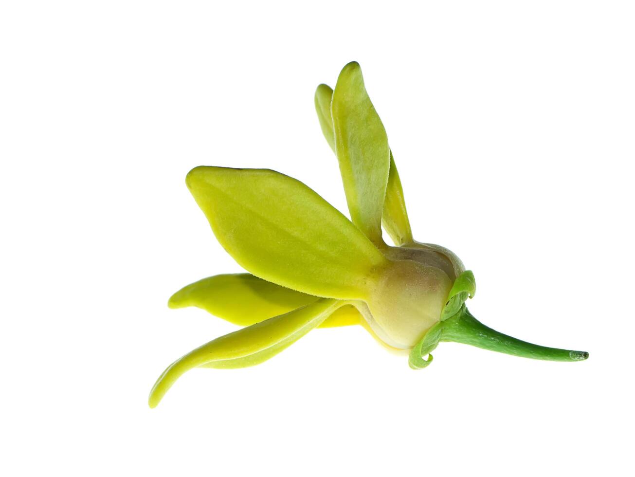 Close up of Bhandari flower. photo