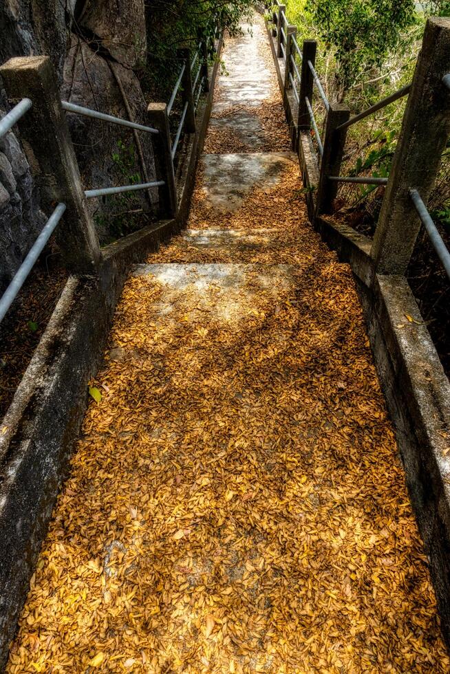 pasarela dentro el selva foto