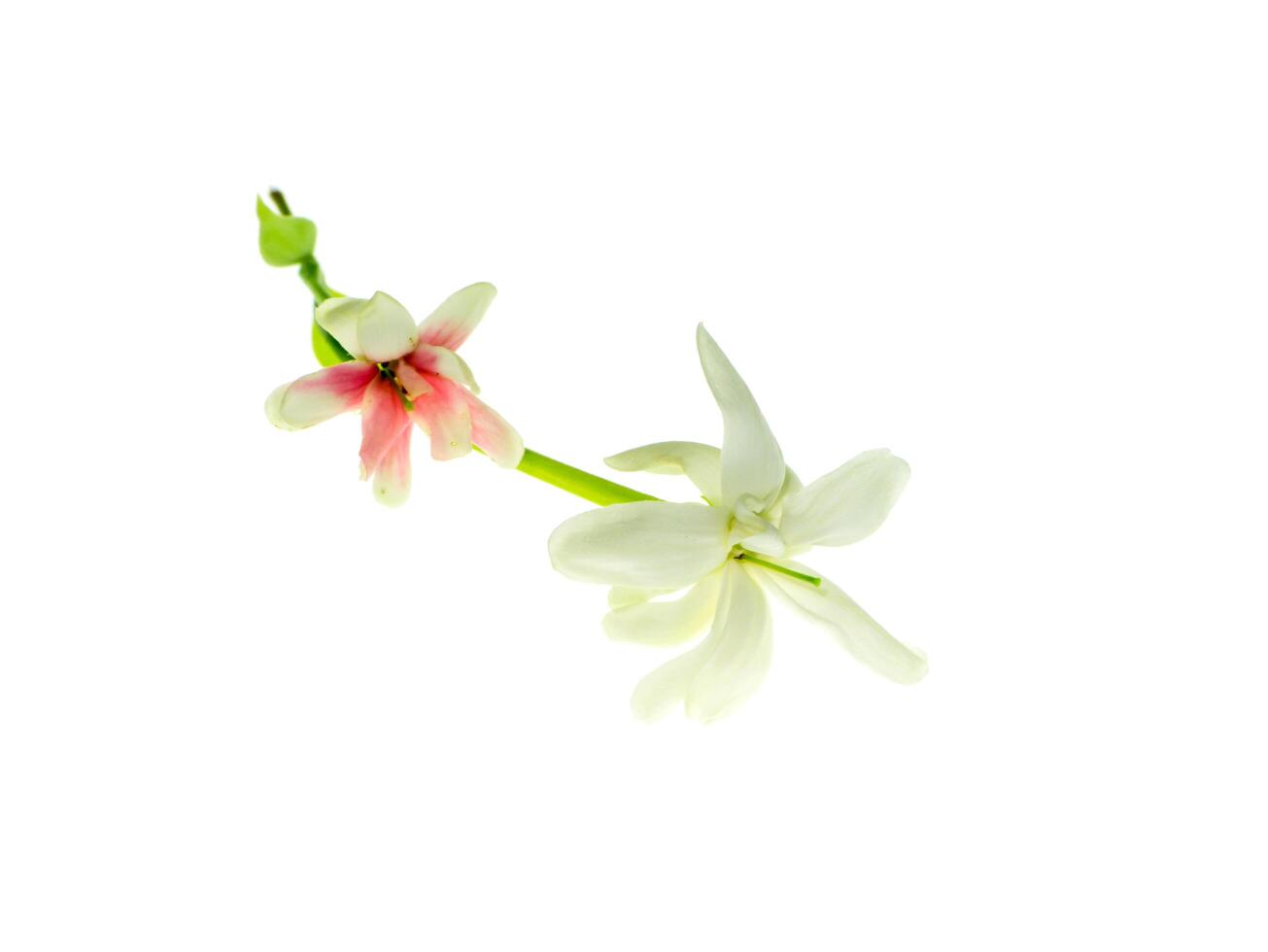 Close up of Rangoon Creeper flower. photo