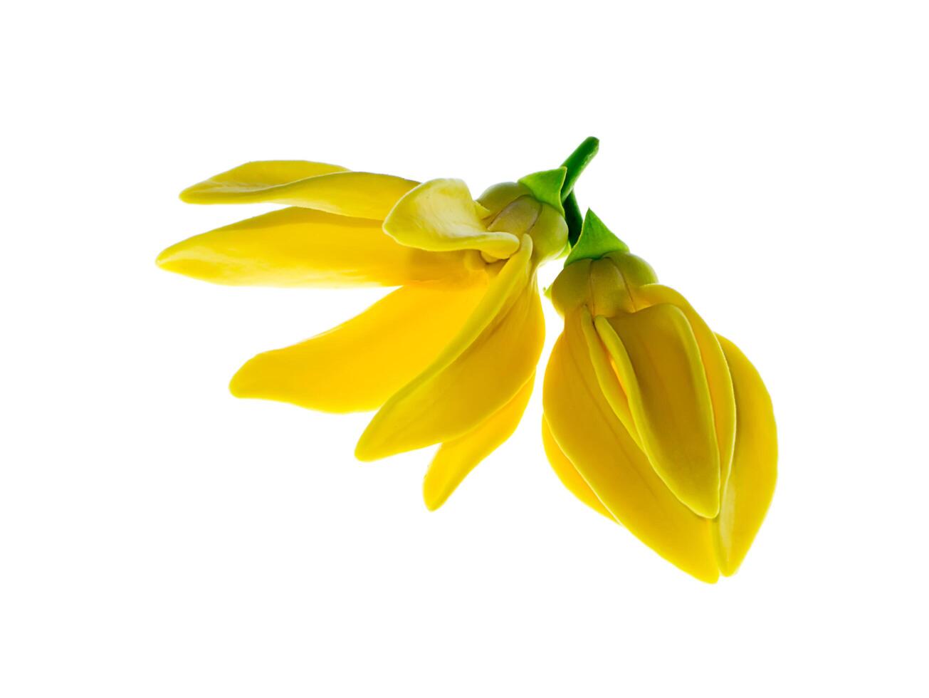 Close up of Bhandari flower. photo