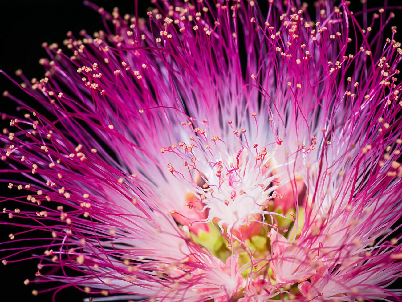 Close up of Samanea saman plant. photo