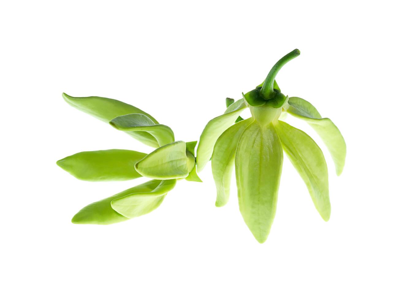 Close up of Bhandari flower. photo