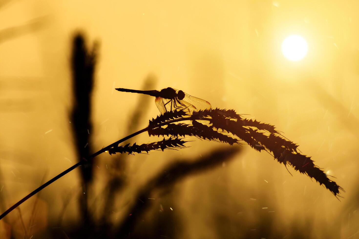 Flower grass with sunset sky photo