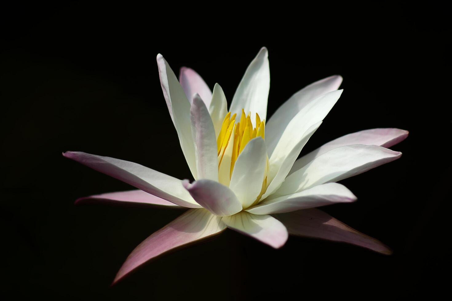 Close up of water lily flower. photo