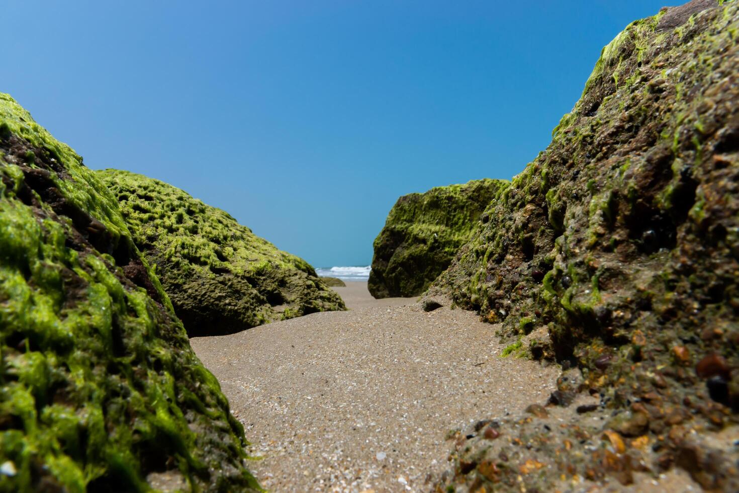 Green algae on rocks photo