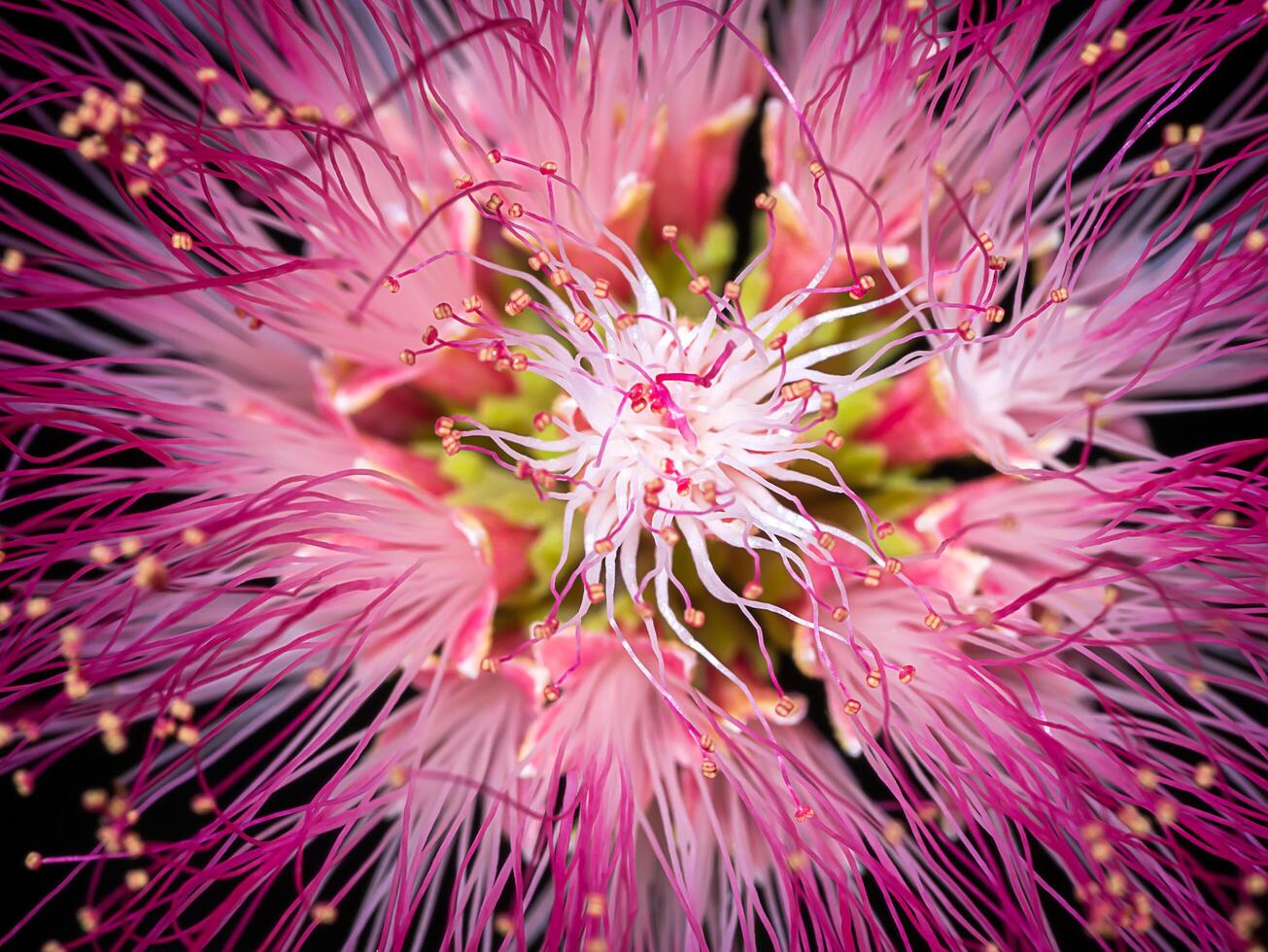 Close up of Samanea saman plant. photo