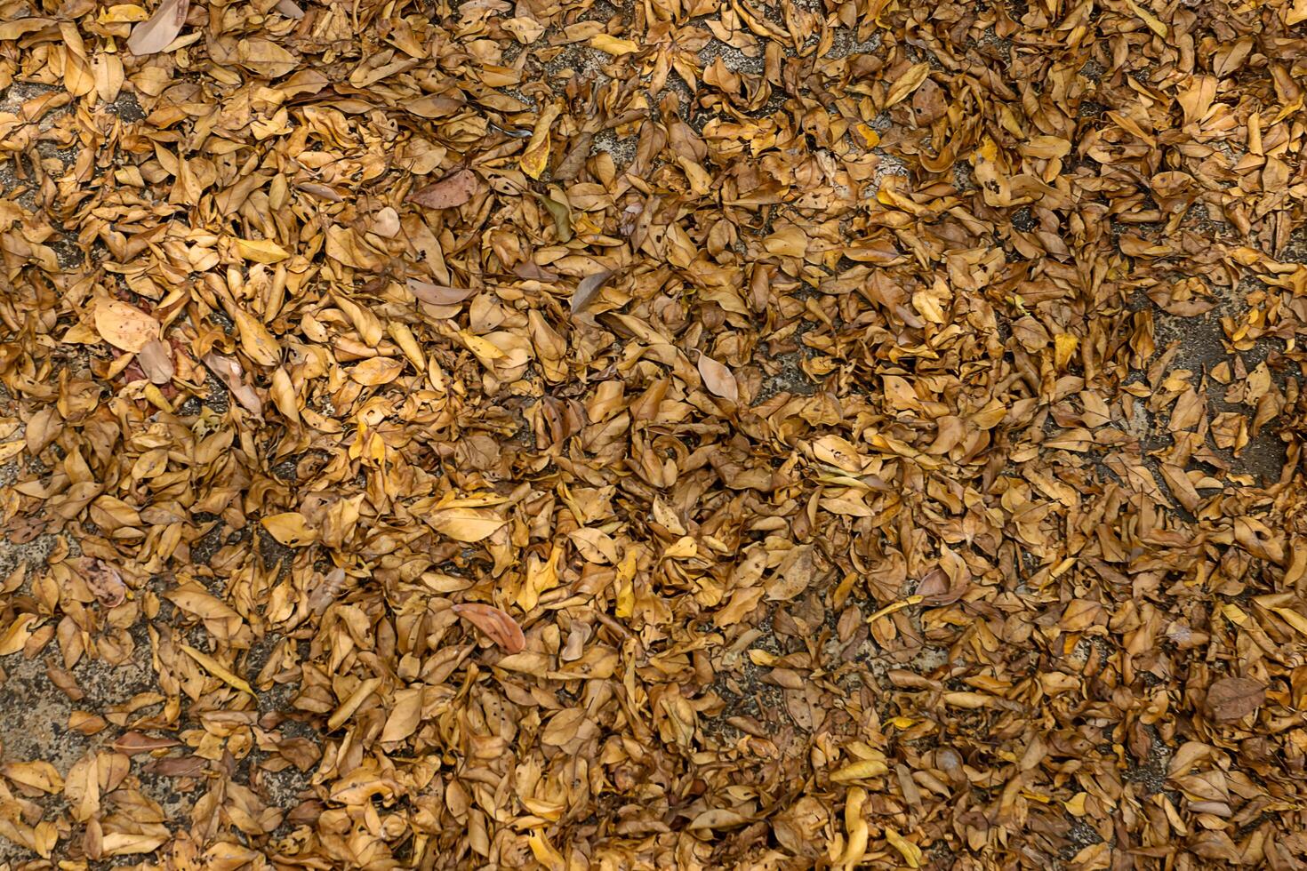 Dried leaves on the floor photo