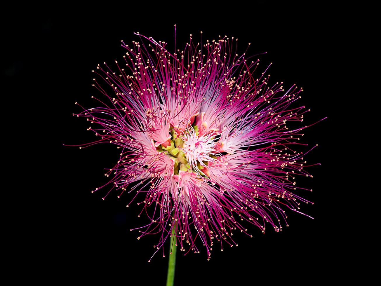 Close up of Samanea saman plant. photo