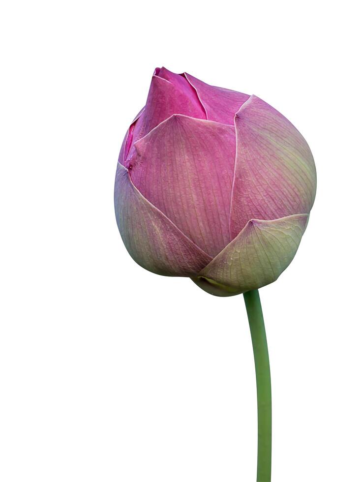 Close up pink lotus flower. photo